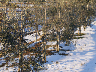 Pavoni Legnami